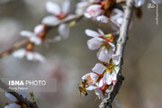 بهار در زمستان رسید + عکس