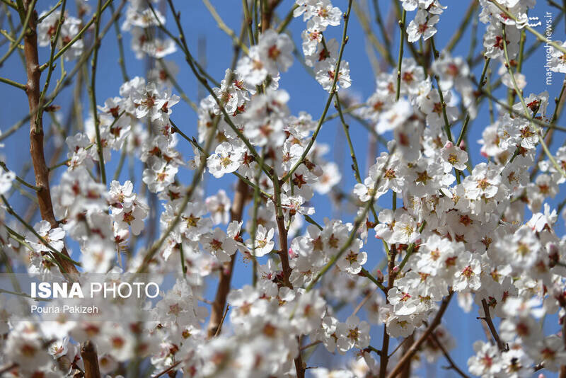 بهار در زمستان رسید + عکس