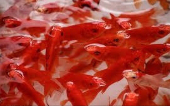 خطرات و بیماری‌هایی که با ماهی قرمز منتقل می‌شود؟