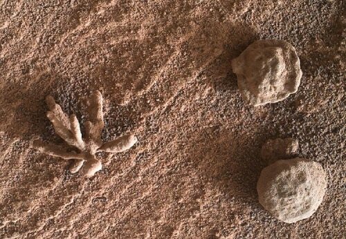 کشف یک «گُل» در مریخ!