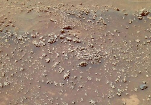 کشف یک «گُل» در مریخ!