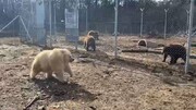 نجات خرس‌ها، ببرها، شیرها از حمله روسیه به اوکراین / عکس