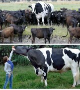 بزرگ‌ترین گاو دنیا را ببینید / عکس