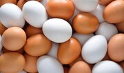 جدیدترین قیمت هر شانه تخم‌مرغ در بازار