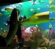 ویدیو دلهره آور از رقصیدن غواص استرالیایی با کوسه در آکواریوم