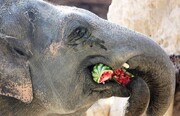 ویدیو دیدنی از لحظه هندوانه خوردن فیل