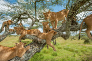 چرا شیرها از درخت بالا نمی‌روند؟
