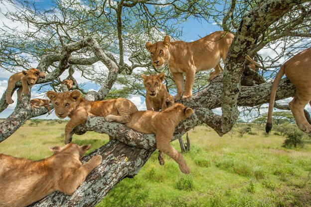 چرا شیرها از درخت بالا نمی‌روند؟