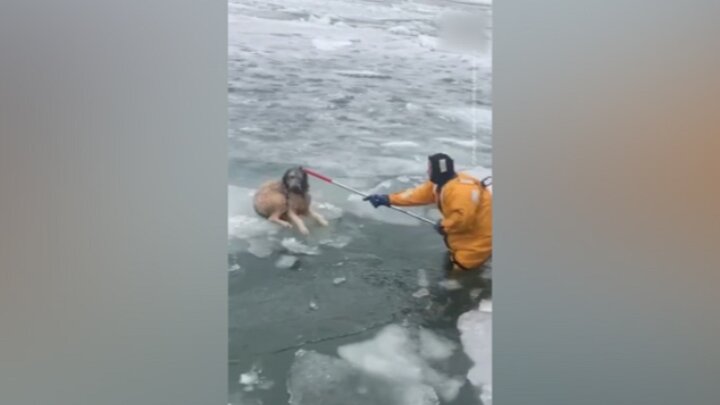 لحظه نجات سگ گرفتار در دریاچه یخ زده / فیلم