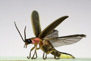 لحظه جالب پرواز حشرات زیر دوربین حرکت‌آهسته / فیلم