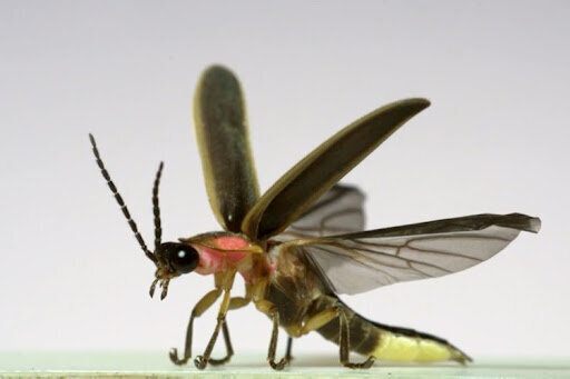 لحظه جالب پرواز حشرات زیر دوربین حرکت‌آهسته / فیلم