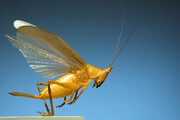 ویدیو تماشایی و دیده نشده از پرواز حشرات در حرکت آهسته دوربین