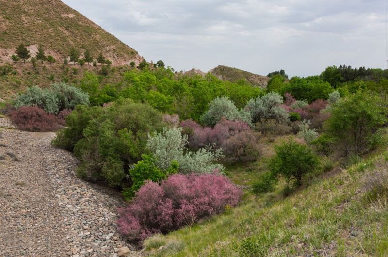 باغرود نیشابور؛ بزرگترین اردوگاه دانش آموزی کشور 