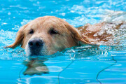 تصاویر حیرت انگیز از دویدن عجیب یک سگ روی آب استخر / فیلم