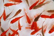 همه چیز درباره ماهی سفره هفت سین | آیا ماهی قرمز ویروس کرونا را انتقال می دهد؟