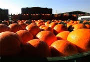 قیمت مصوب میوه شب عید ۱۴۰۱ اعلام شد / هر کیلو پرتقال و سیب چند؟
