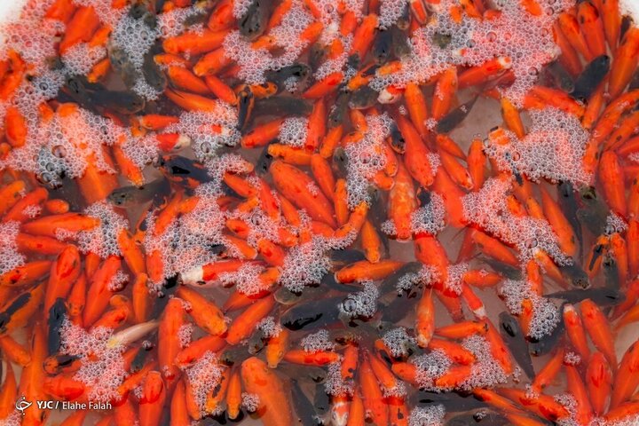 توصیه‌های مهم درباره خرید و نگهداری ماهی قرمز / بهترین ظرف برای ماهی قرمز چیست؟