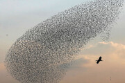 منظره‌ای زیبا از رقص پرندگان در آسمان / فیلم