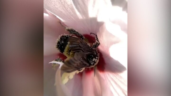 نمایی نزدیک از لحظه مکیدن شهد گل توسط زنبور عسل / فیلم
