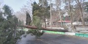 سقوط ۱۲ درخت و ۵ تیر برق در پی طوفان شدید در کرج