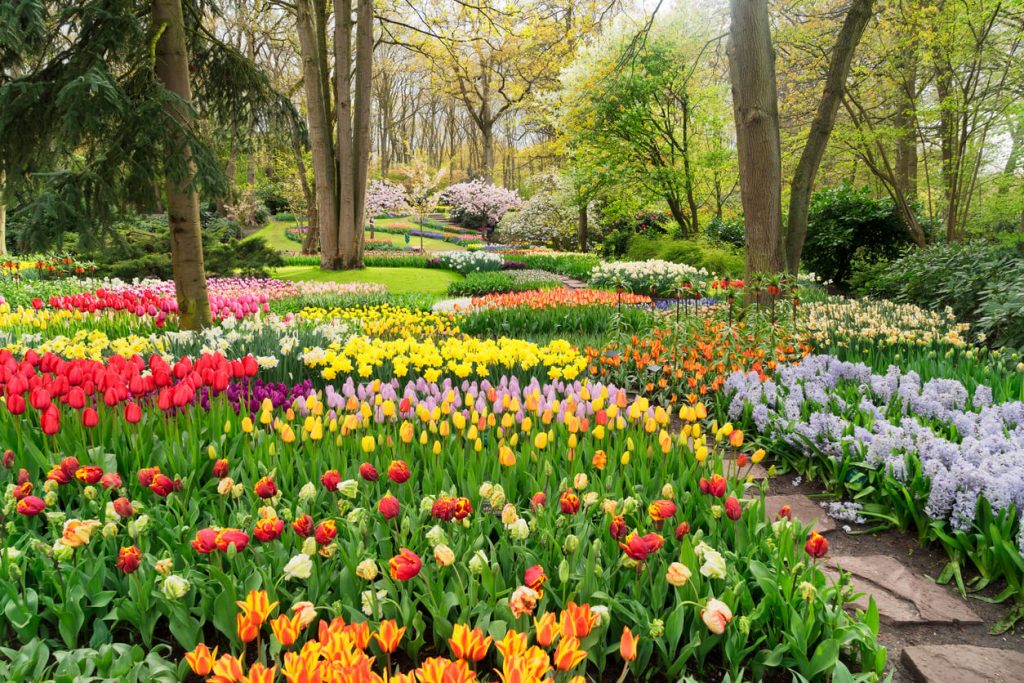 تصاویر شگفت انگیز و زیبا از گل‌های بهاری نقاط مختلف جهان/ عکس