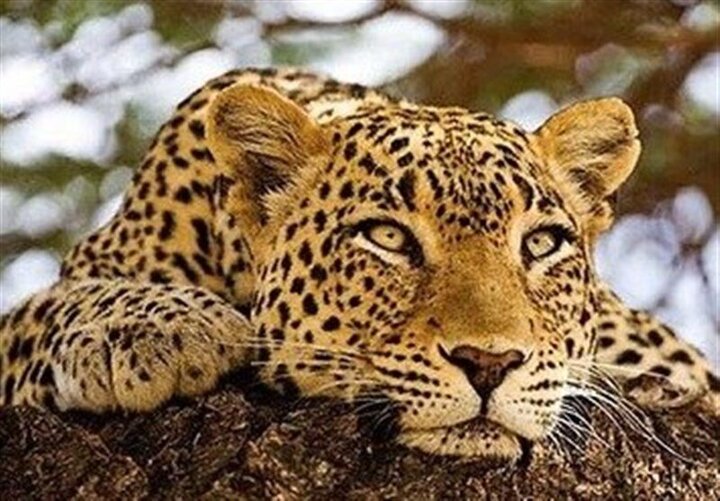 یوزپلنگ زیبای ایرانی برابر دوربین محیط‌بانی / فیلم