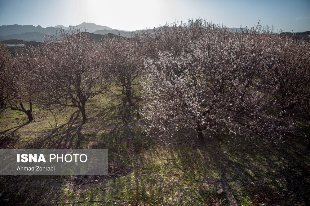 شکوفه‌های بهاری - کهک قم