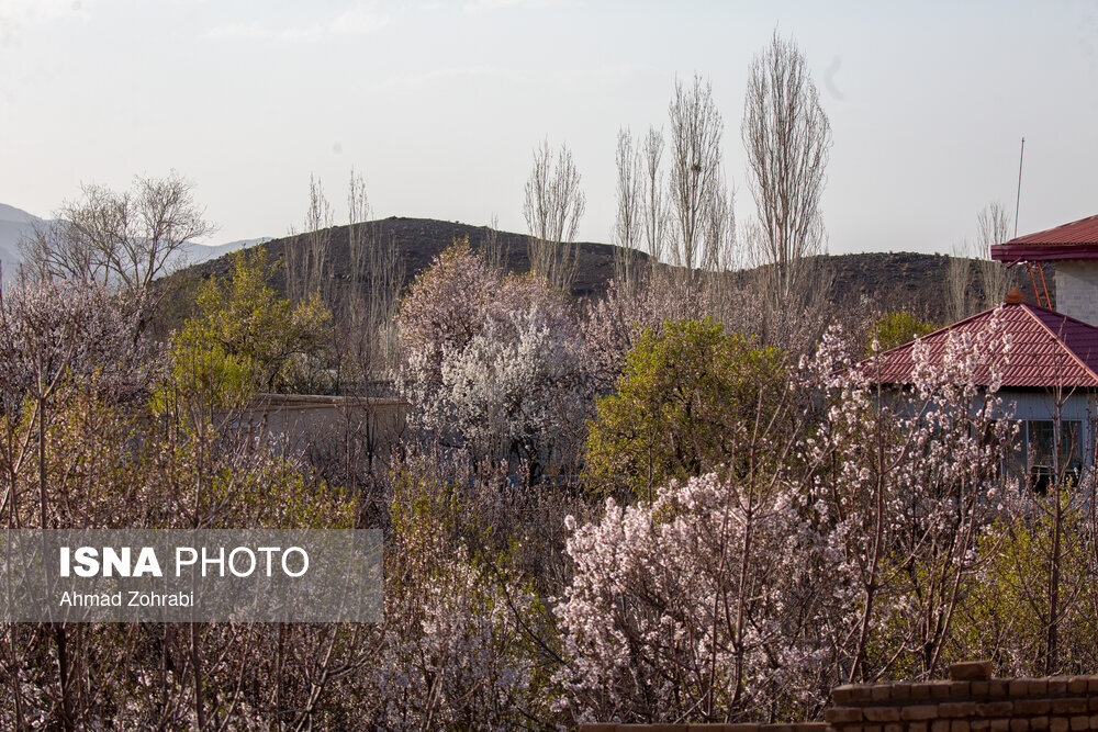 شکوفه‌های بهاری - کهک قم