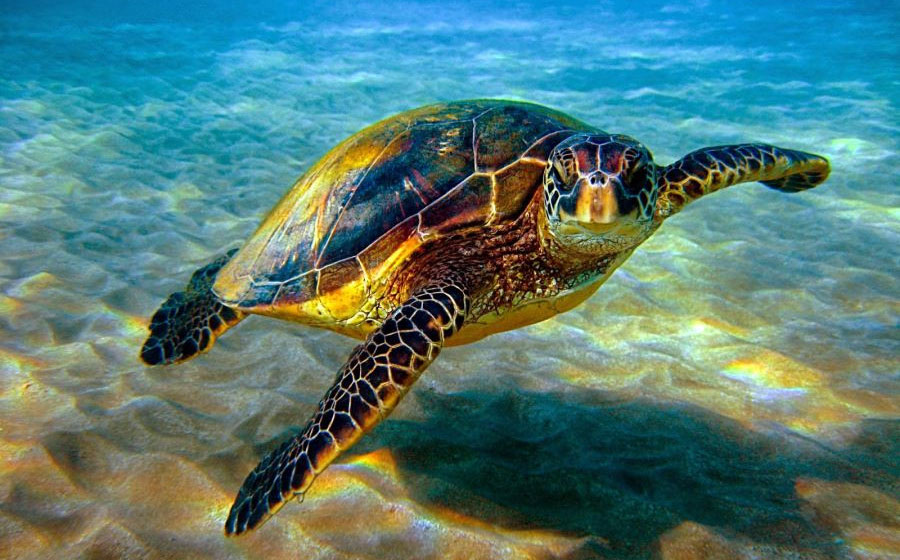 با لاک‌پشت پوزه‌عقابی خلیج‌فارس آشنا شوید 