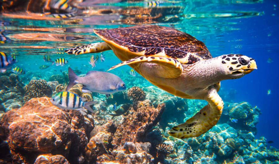 با لاک‌پشت پوزه‌عقابی خلیج‌فارس آشنا شوید 