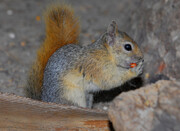 نجات بچه سنجاب‌ها از چنگال قاچاقچیان در سردشت / لطفا سنجاب‌ها را نخرید! + فیلم