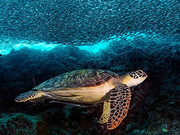 لاک‌پشت پوزه‌عقابی حیوان با مزه‌ای که در خلیج فارس زندگی می‌کند / عکس