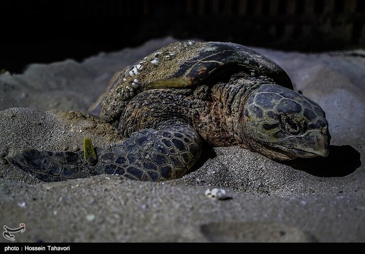 مزاحمت گردشگران برای تخم‌گذاری لاک‌پشت پوزه عقابی در معرض انقراض! / فیلم