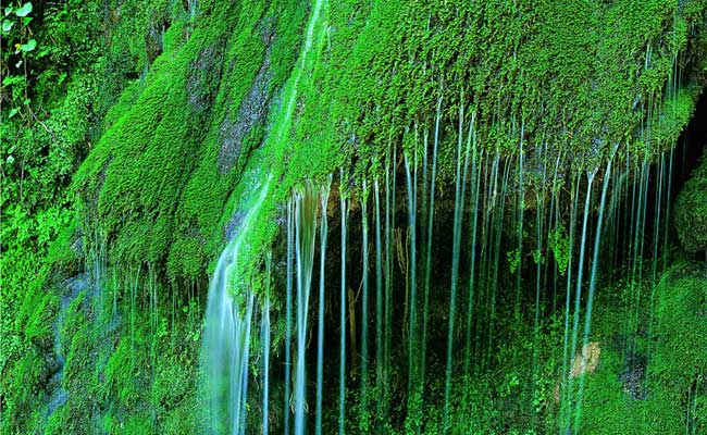 آشنایی با کبودوال آبشار خزه‌ای ایران 