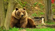 لحظه نجات خرس آسیب دیده با کمک گردشگران در مازندران / فیلم