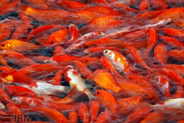 خطرات باورنکردنی رها کردن ماهیان قرمز در رودخانه‌ها