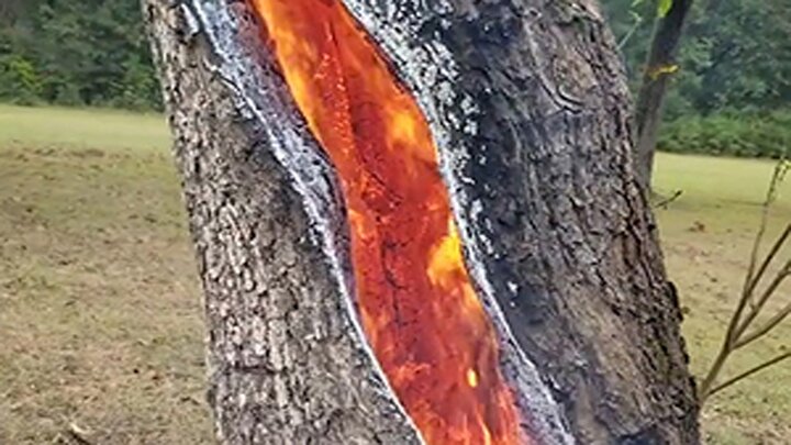 به آتش کشیدن درخت چند صد ساله جنگلی در آمل | گردشگران بلای جان محیط زیست شدند / فیلم