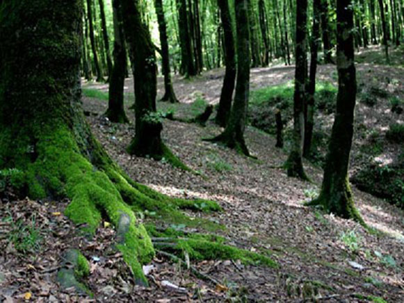 آیا به پارک جنگلی کردکوی سفر کرده‌اید؟ 