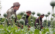 طالبان کشت انواع مواد مخدر در افغانستان را ممنوع کرد