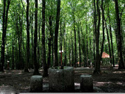 آیا به پارک جنگلی کردکوی سفر کرده‌اید؟