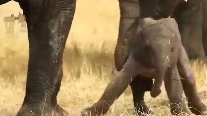 تلاش جالب بچه فیل برای ایستادن روی پای خود / فیلم