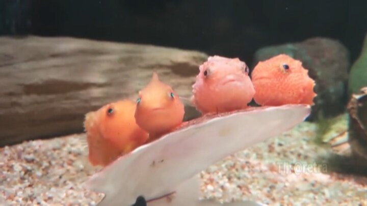 ویدیو عجیب از ماهی کوچک قرمزی که پرواز می‌کند!