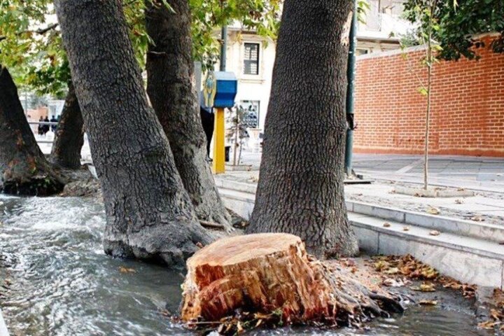 قطع ۲۰۰ اصله درخت توسط یک دستگاه رسمی در تهران!