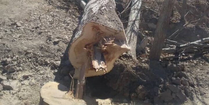 جزئیات ماجرای قطع ۲۰۰ درخت توسط مرکز زلزله‌نگاری دانشگاه تهران 