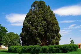 سرو ابر کوه از کهنسال ترین درختان جهان