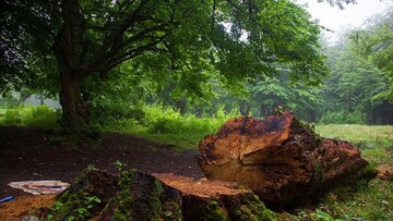 اقدام عجیب یک مسافر در قطع درخت جنگلی چند صد ساله برای روشن کردن آتش در مازندران / فیلم