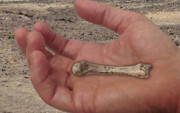 ماجرای استخوان‌های کشف شده انسان در بلوار بهمن یزد