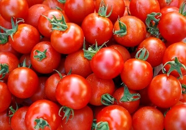 قیمت گوجه فرنگی به ۲۵ هزار تومان رسید!