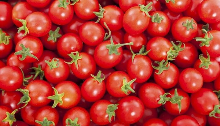 علت اصلی گرانی گوجه فرنگی اعلام شد / هر کیلو گوجه ۲۷ هزار تومان