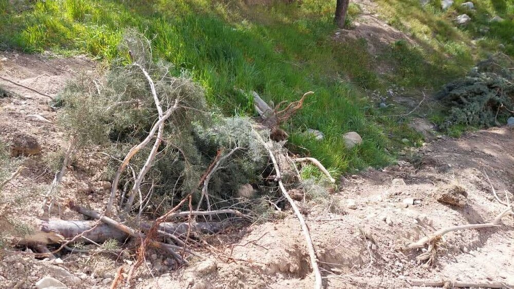 تصاویر جدید از قطع درختان در موسسه لرزه‌نگاری دانشگاه تهران